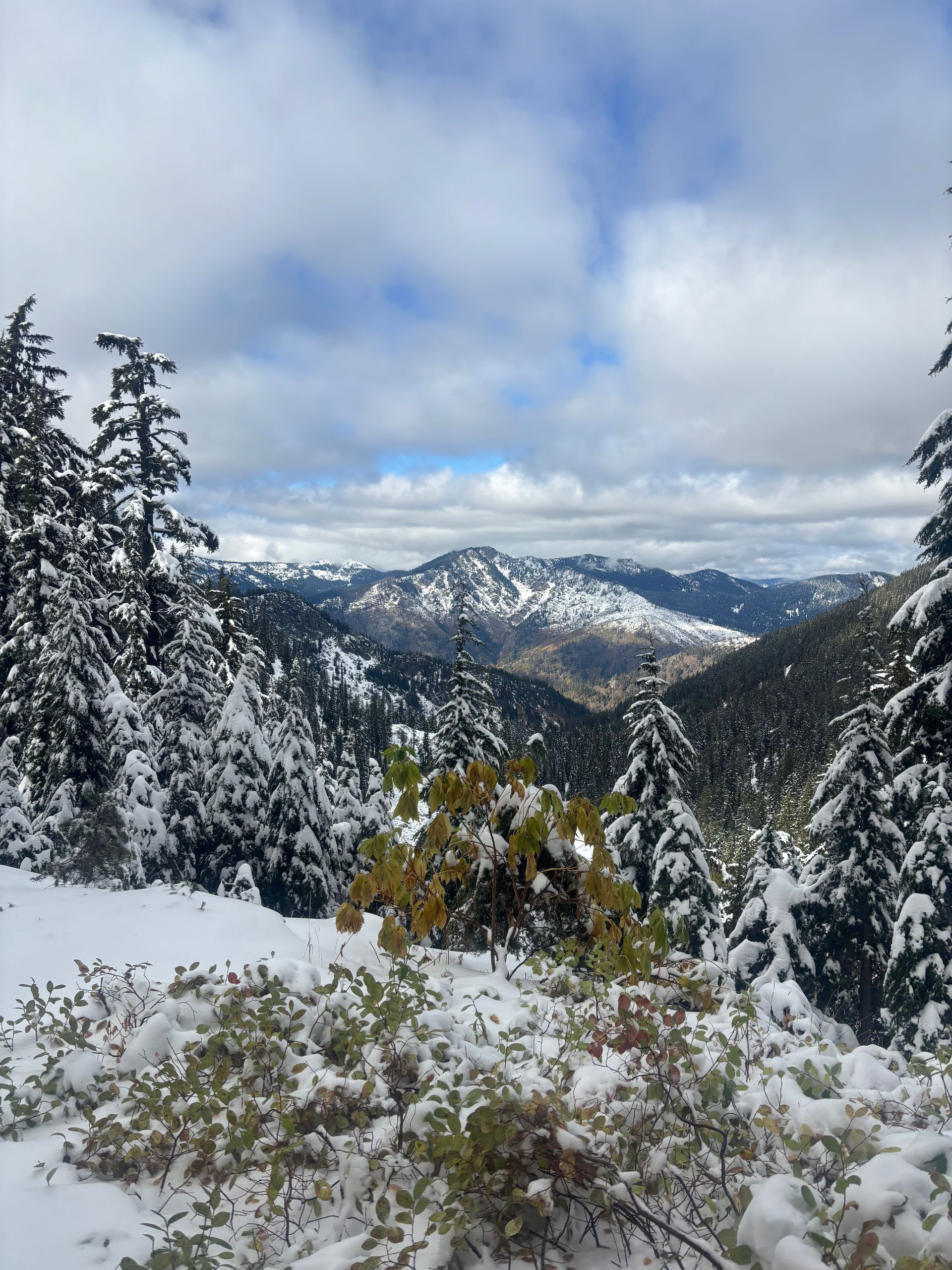 Snowy mountain valley with pine trees and cloudy sky, viewed from a snowy overlook