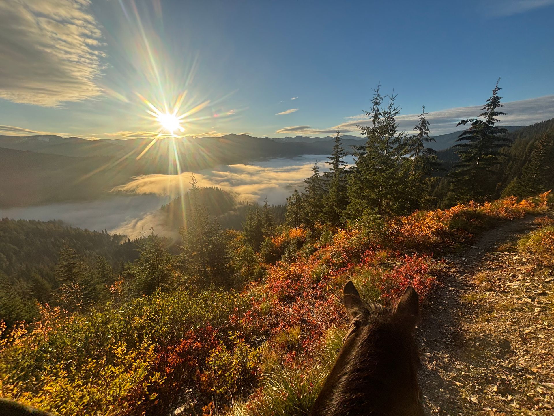 Sunrise over a mountain valley with clouds, golden wildflowers, and evergreen trees along a hillside trail