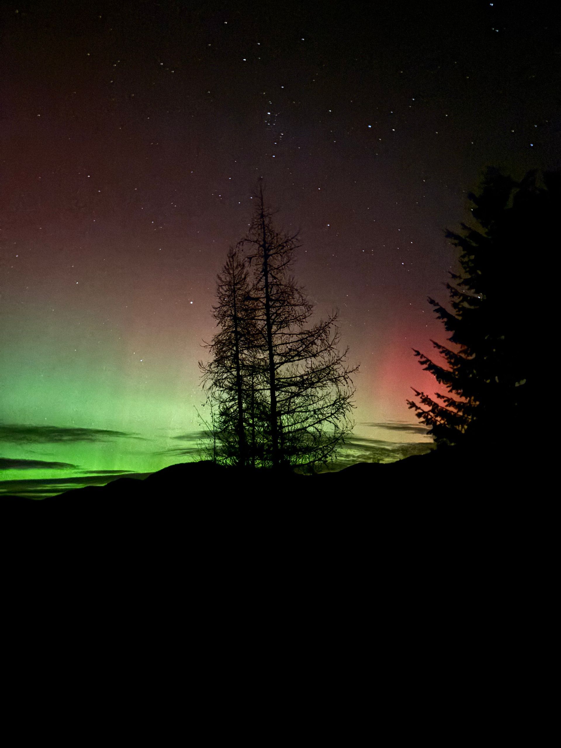 Northern lights glowing green and pink over silhouetted trees in a dark night sky