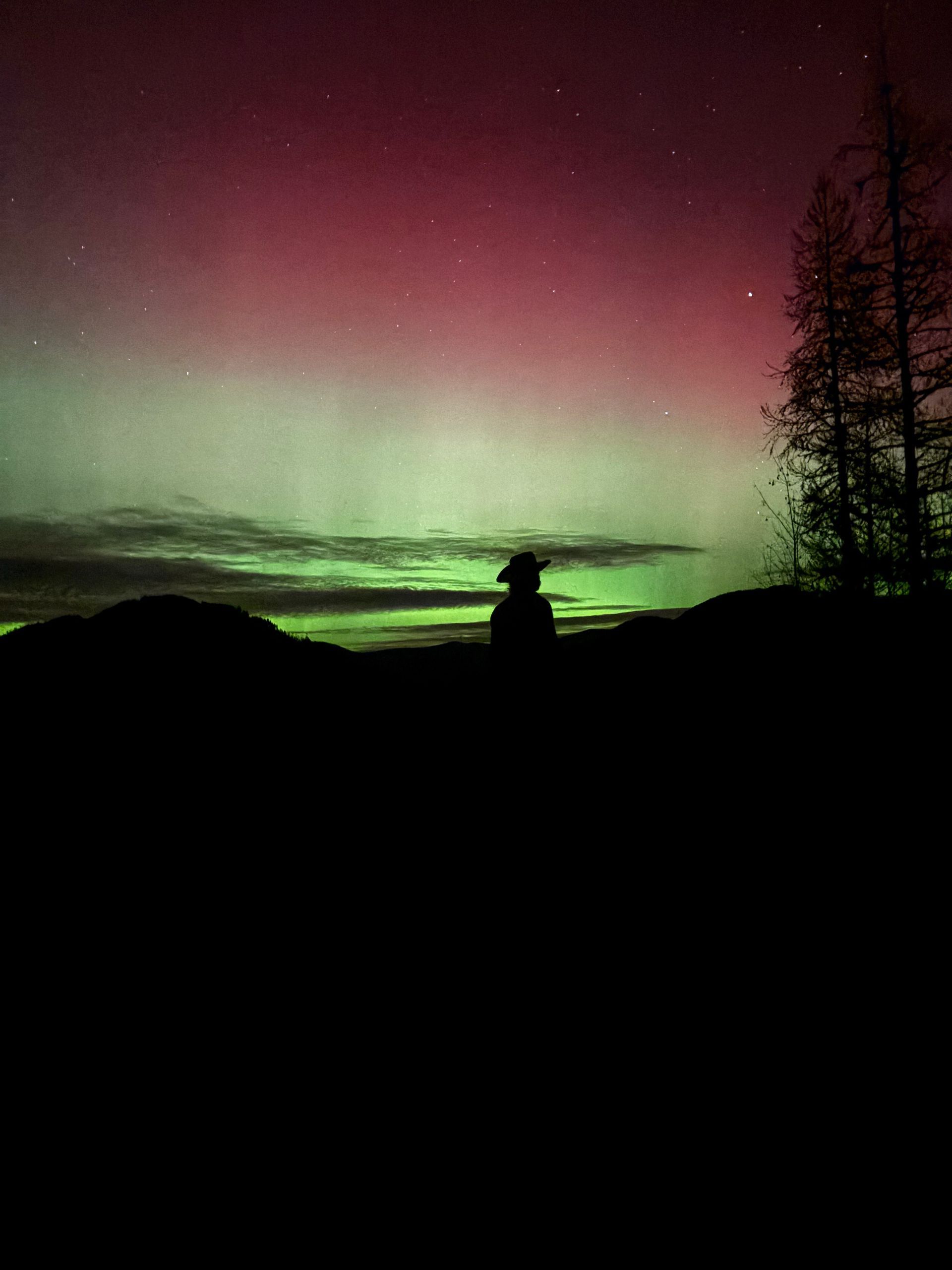 Silhouette under pink and green northern lights over a dark landscape with trees