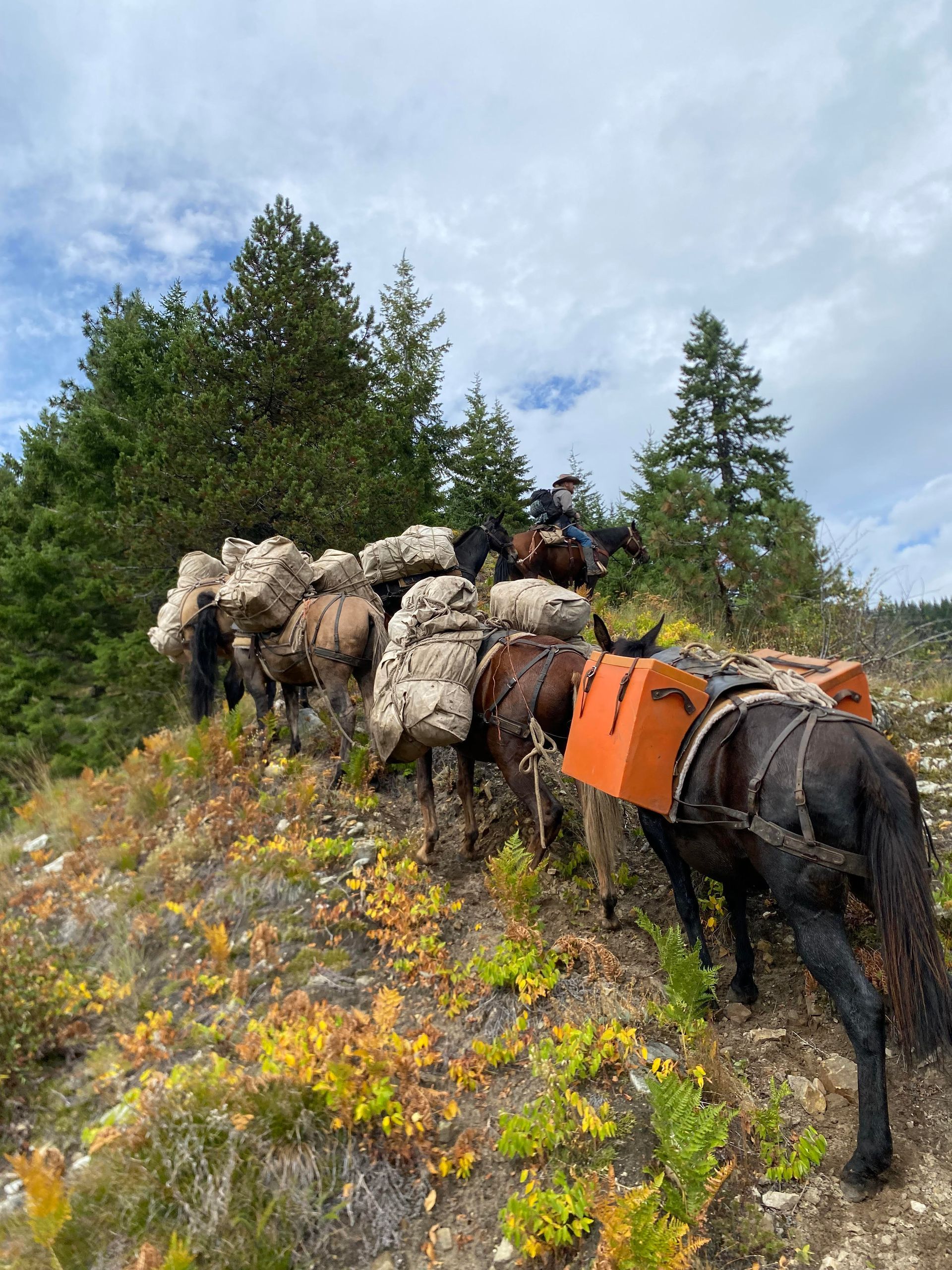 Sheep and a pack horse with orange panniers walking along a grassy hillside under cloudy sky