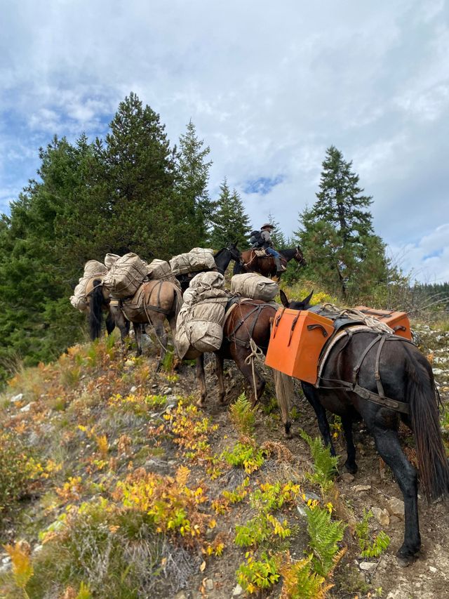 Sheep and a pack horse with orange panniers walking along a grassy hillside under cloudy sky