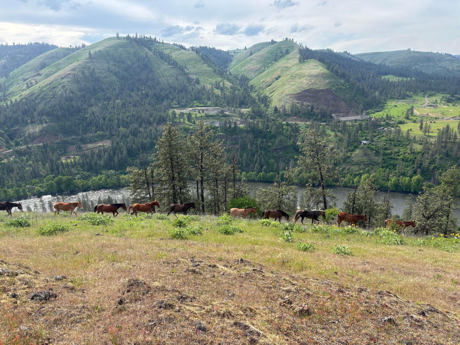 Hazy green mountain landscape with a grassy foreground and a line of small buildings below