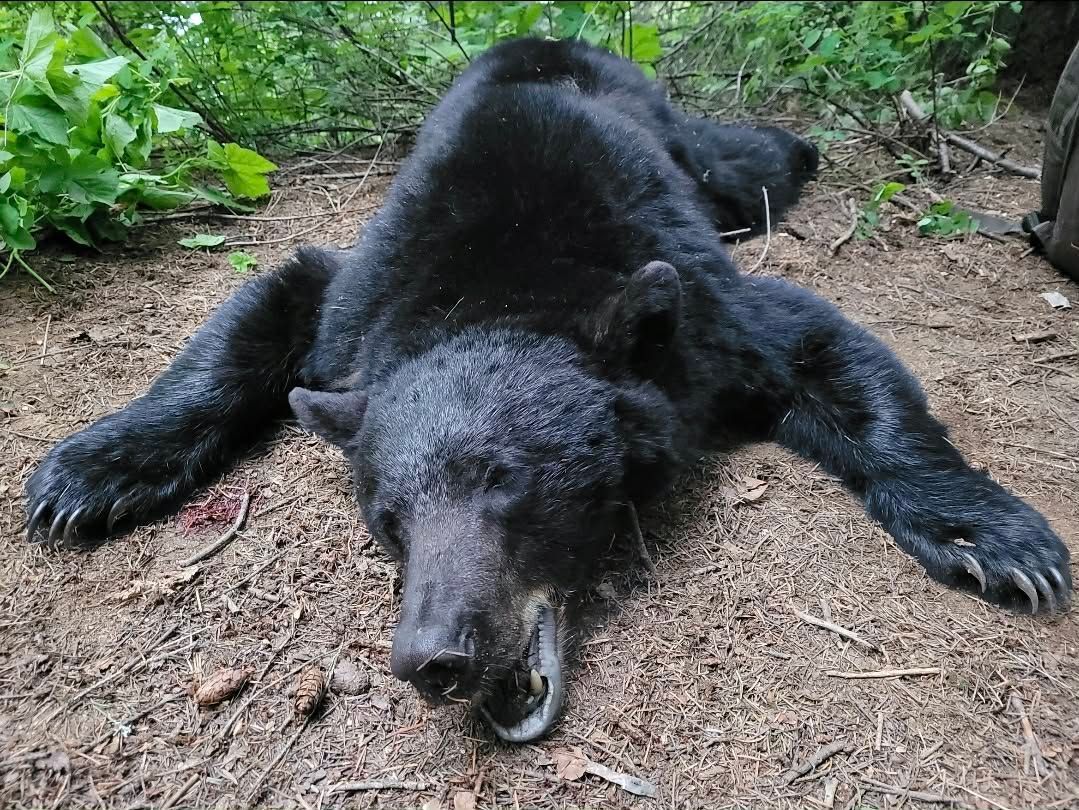 Black bear lying on dirt with legs outstretched near green foliage