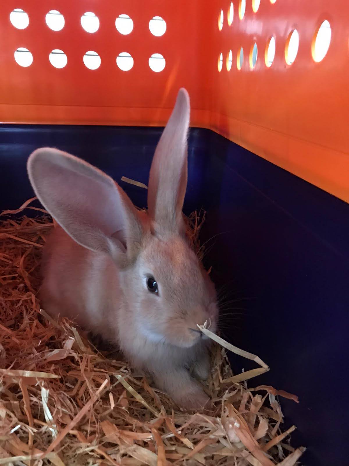 Pet Transport Services UK Pet Taxi