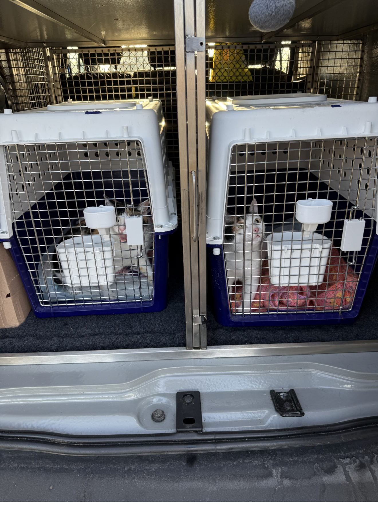 Secure kennels inside a DL Pet Transport vehicle