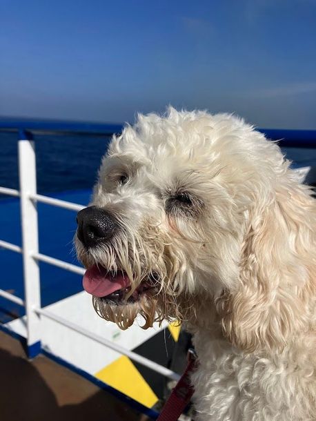 Dog travelling by ferry with DL Pet Transport