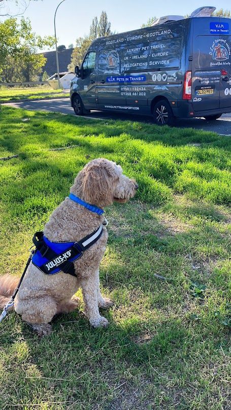 Dog sitting beside DL Pet Transport vans during a European pet transport journey