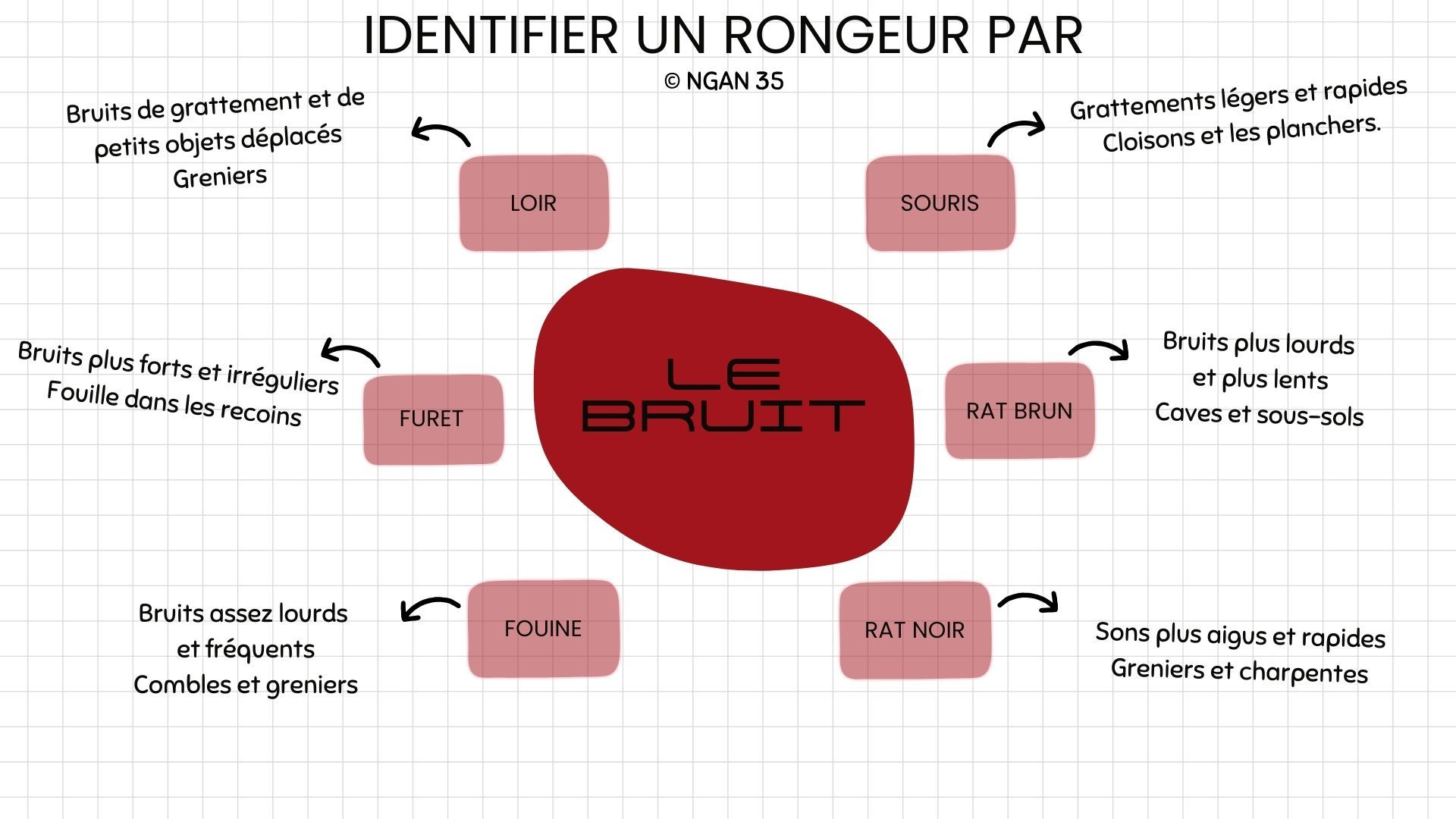Comment identifier un rongeur sans le voir ? 6 indices à observer