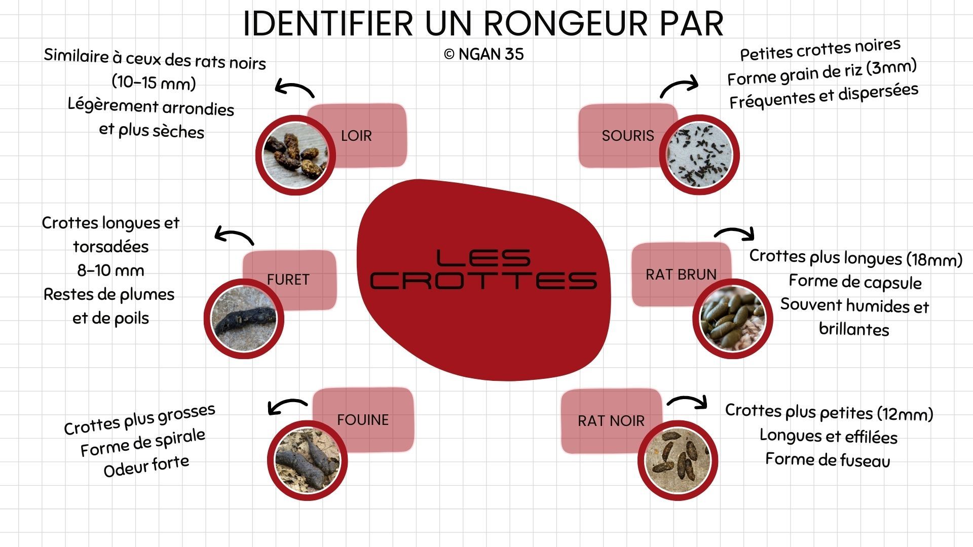 Suisse Rongeur Comment identifier un rongeur sans le voir ? 6 indices à observer