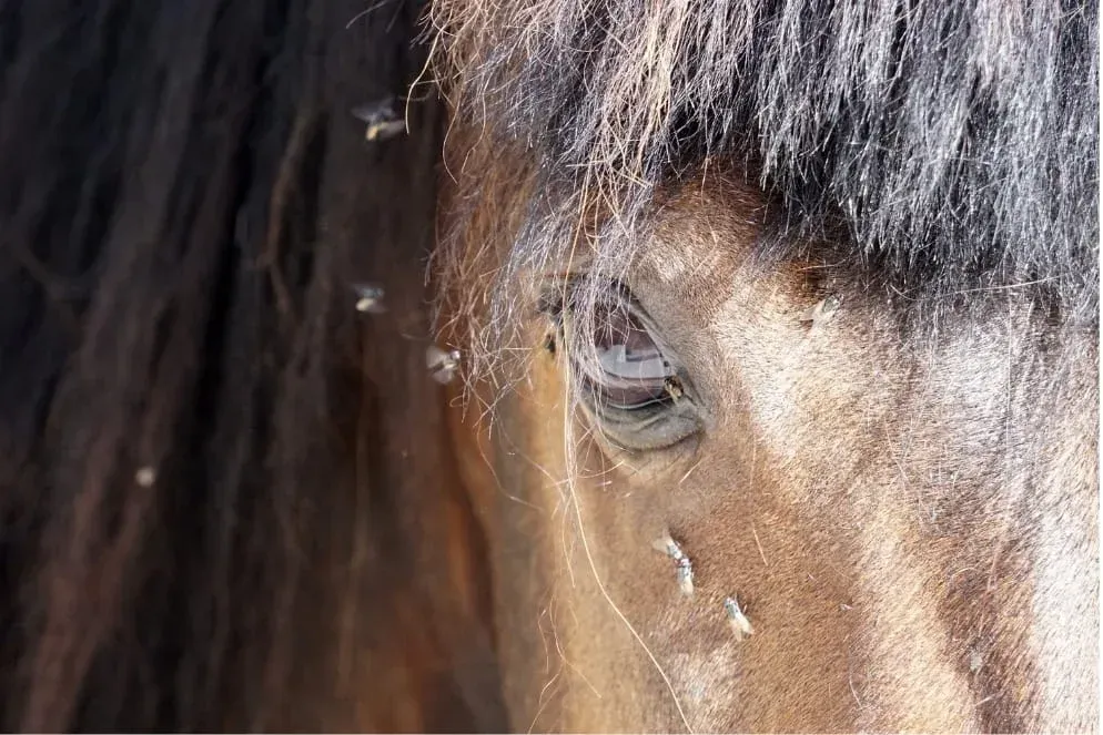 Des mouches qui embêtent un cheval durant la saison chaude