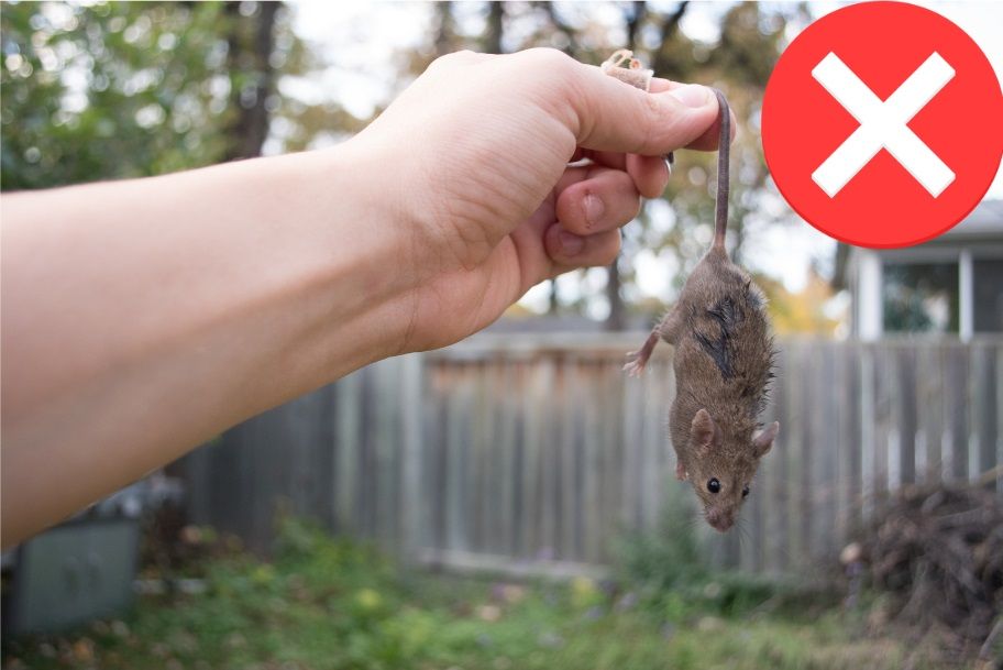 Protégez-vous lorsque vous attrapez une souris. Respecter les règles de sécurité quand on attrape une souris pour éviter les blessures et les maladies.