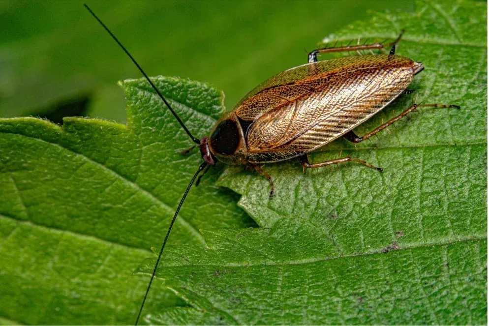 Une blatte des jardin posée sur une feuille