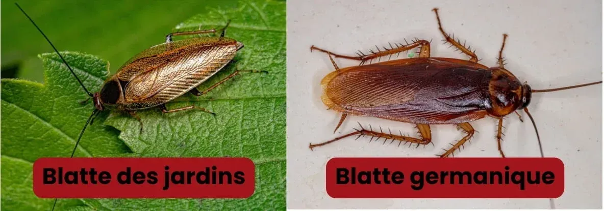 Photos comparatives blatte des jardins ou blatte germanique pour faciliter l'identification. 