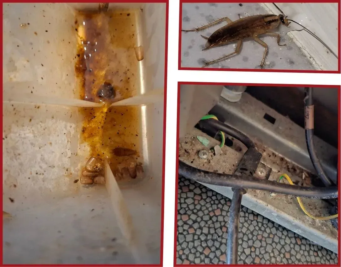 Des déjections de cafards à l'arrière d'un frigo et dans le réservoir non vidangé du frigo d'une maison propre.