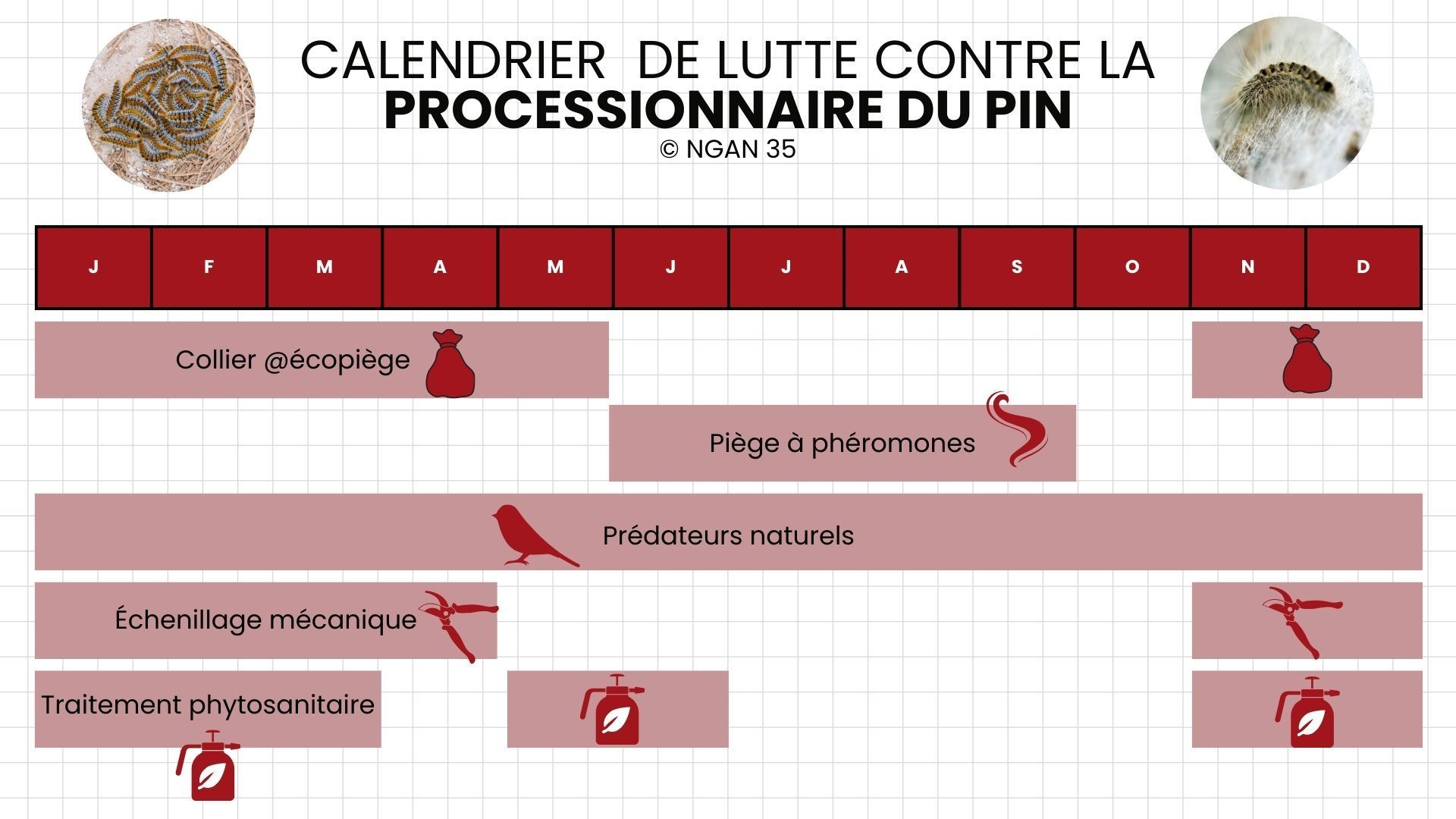 Infographie du calendrier de lutte contre les chenilles processionnaires du pin selon les différentes méthodes