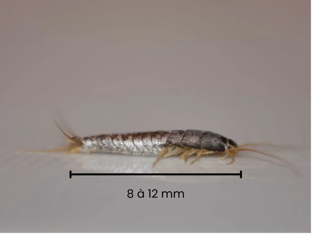 Photo en gros plan d'un poisson d'argent avec échelle