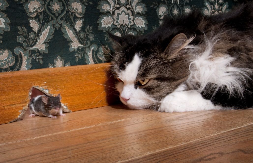Adopter un chat pour chasser les souris : la fausse bonne idée. Adopter un chat pour chasser les souris : une idée reçue qui ne fonctionne pas.