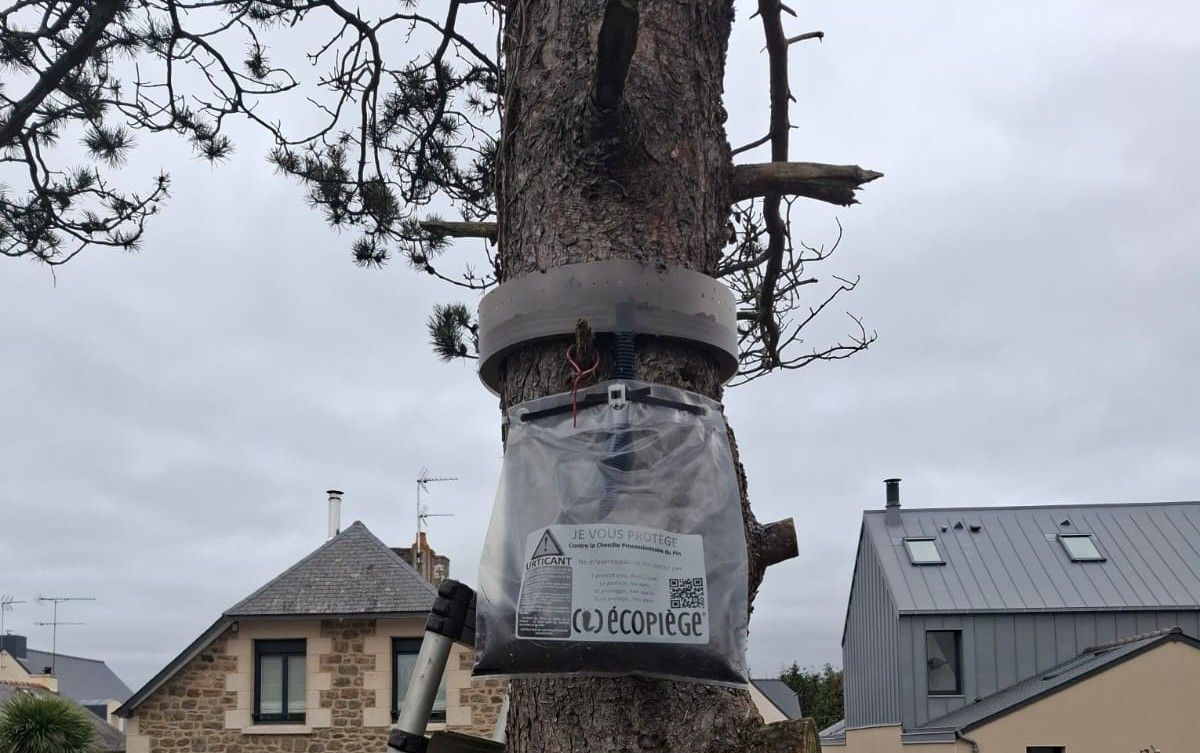 Un collier éco-piège posé sur un pin pour piéger les chenilles processionnaires en Bretagne