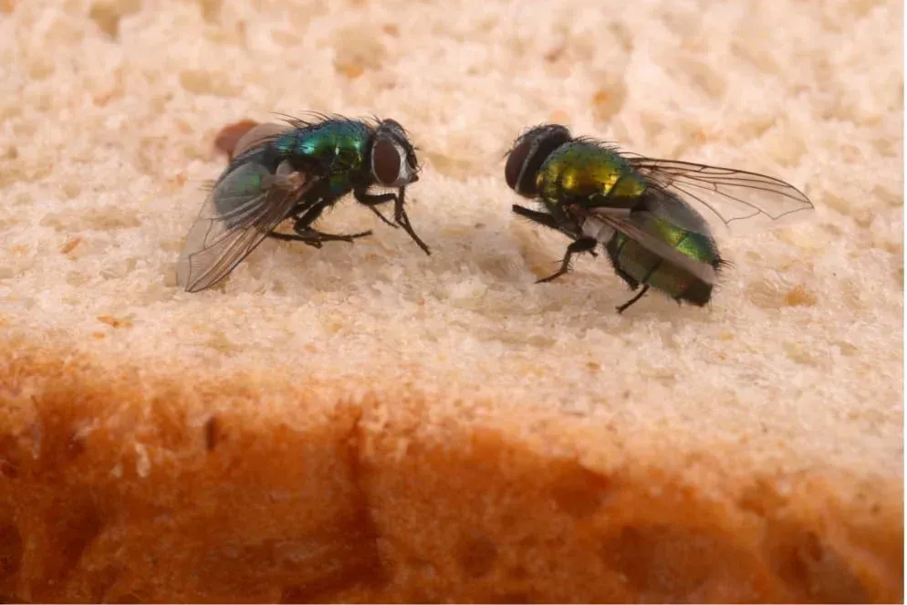Deux mouches dans une cuisine en train de causer des nuisances sur des restes de nourriture