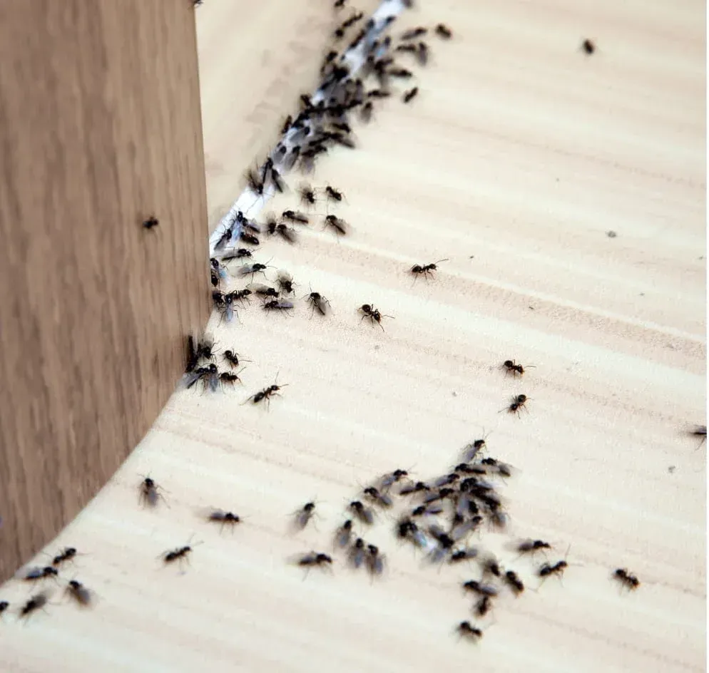Des fourmis ailées communiquant grâce aux phéromones pour se reproduire.