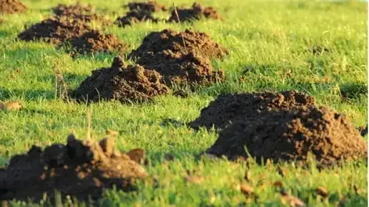 Des taupières dans un jardin, créant des dégâts esthétiques dans la pelouse