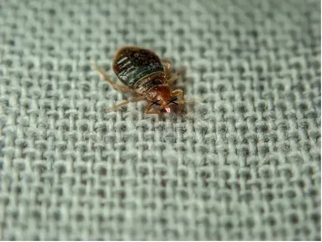Une punaise de lit tuée par l'action dessicante de la terre de Sommières sur un matelas