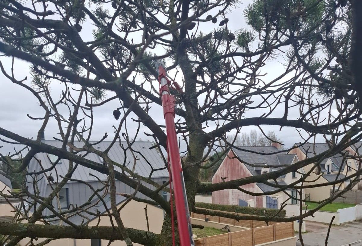 Désinsectiseur professionnel muni d'un échenilloir qui coupe les branches d'un pin atteint par les chenilles processionnnaires