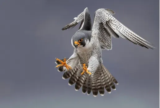 Un faucon pèlerin, prédateur naturel du pigeon, en position de chasse. 