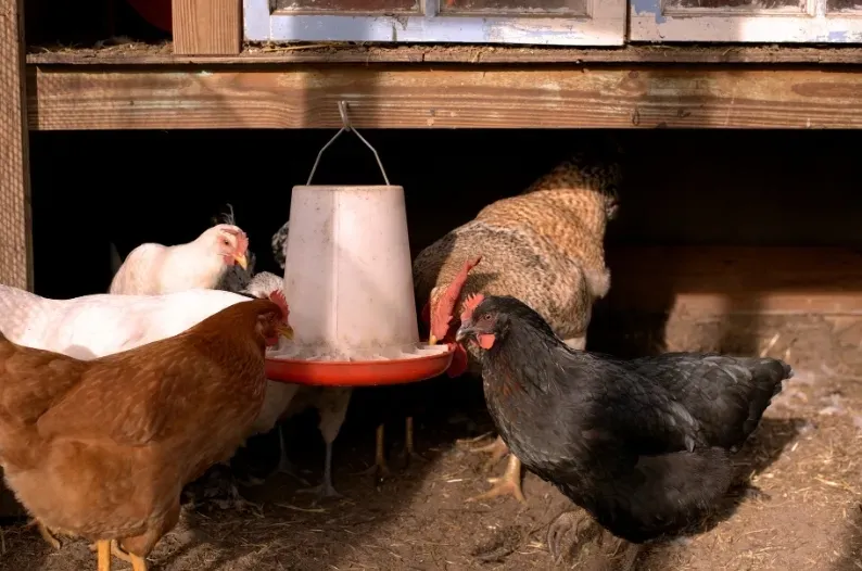 poules qui s'alimentent grâce à une mangeoire suspendue qui tient leur nourriture à l'abri des rats dans le poulailler