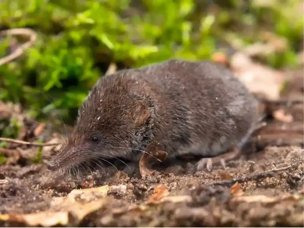 Une musaraigne dans un jardin