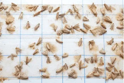Mites alimentaires prises dans un piège collant pour se débarrasser des pyrales de farine.