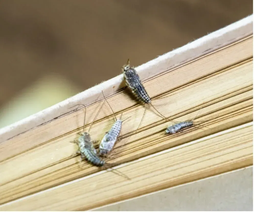 Des poissons d'argent en train de provoquer des dégâts sur un livre chez un particulier