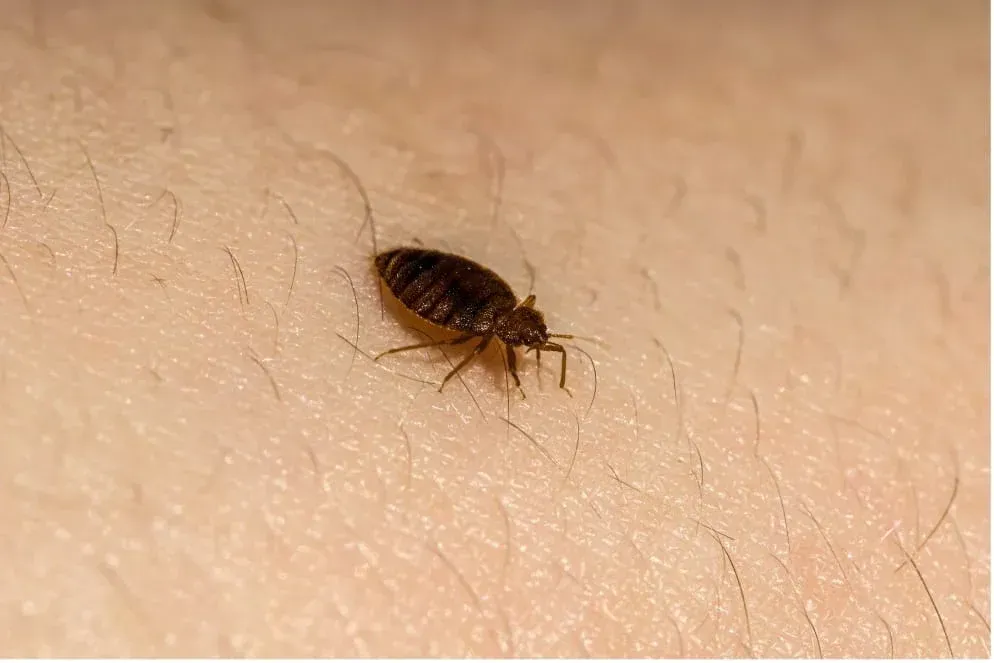 Une punaise de lit se déplaçant sur une peau humaine avant de piquer et d'y laisser des boutons