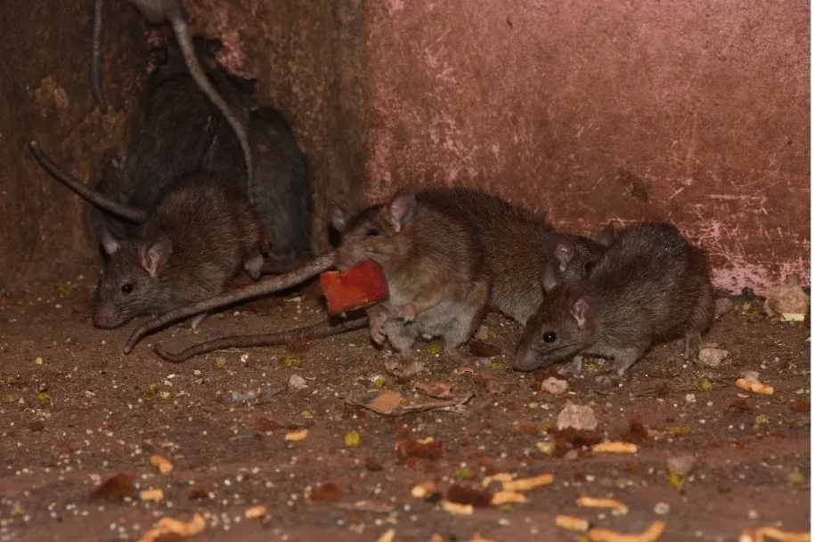 Des rats dans la cave d'une maison qui ont volé un morceau de saucisse
