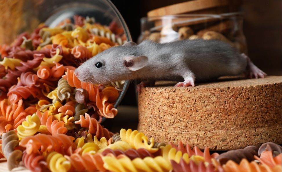 Les rongeurs peuvent compliquer votre quotidien Un rongeur qui a renversé un bocal de pâtes pour manger et provoque des dégâts dans une cuisine.