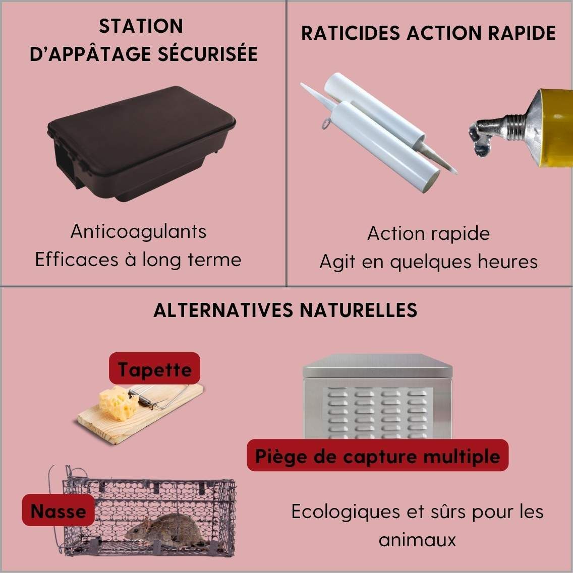 infographie des différents raticides et système de capture de rats disponibles pour les particuliers