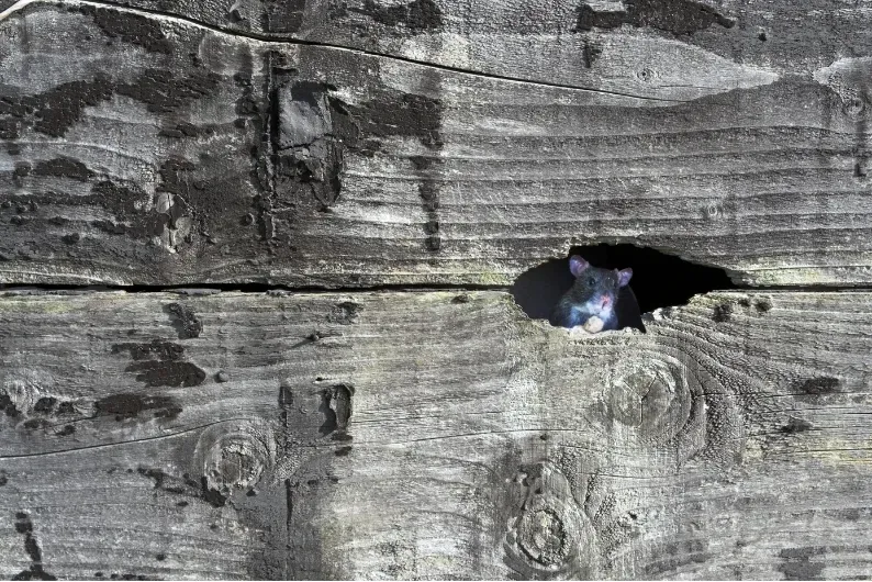 rat qui se faufile dans un poulailler par un trou qui n'a pas été rebouché