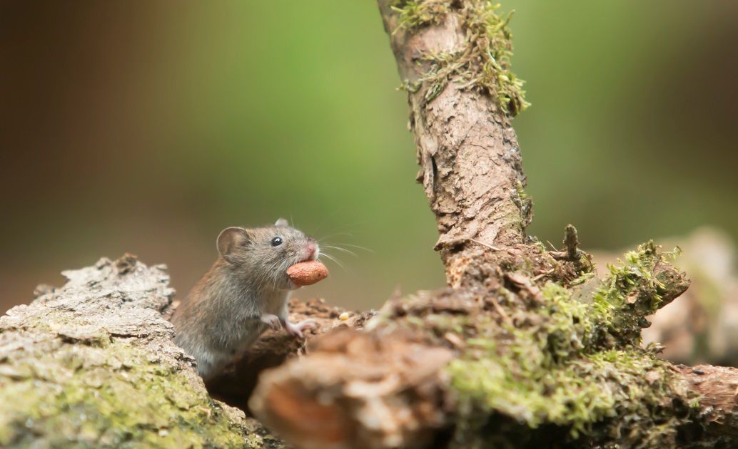 Une souris transportant une graine. Une souris domestique transportant une graine dans sa gueule. Elle participe à la germination et est utile à la biodiversité.