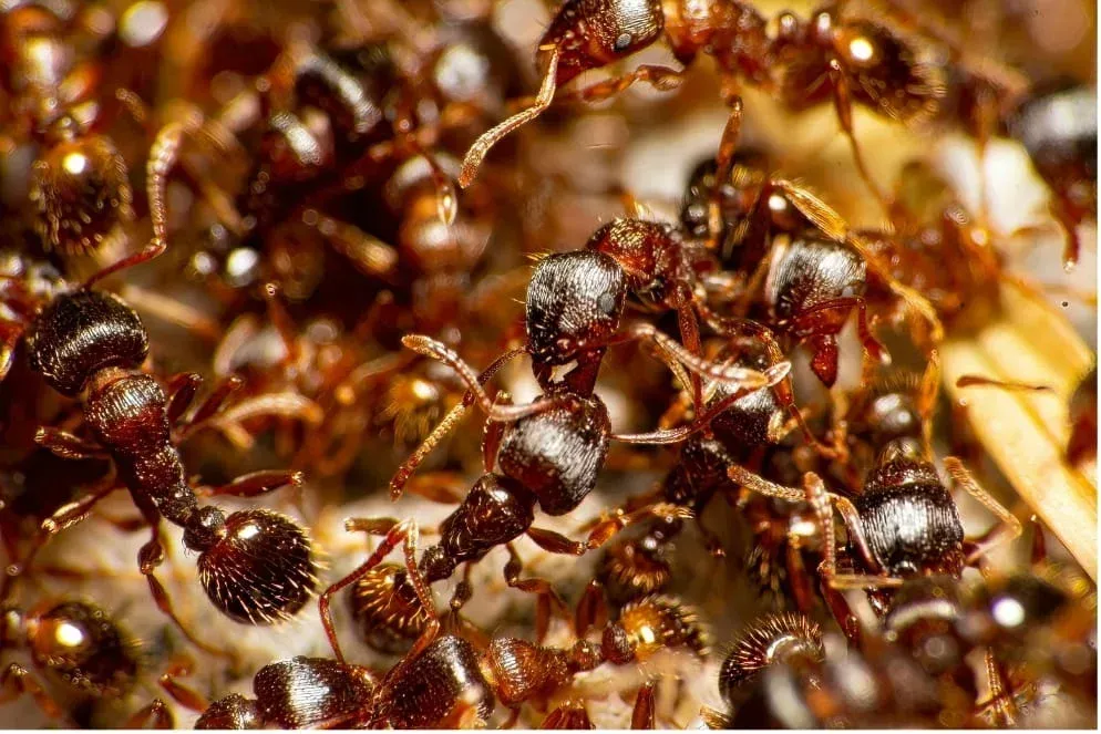 Des fourmis dans une maison