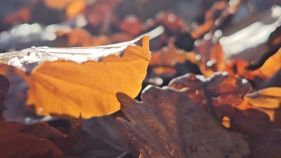 Leuchtendes Herbstlaub in der Sonne – Symbol für Wandel, Schönheit und das Loslassen.