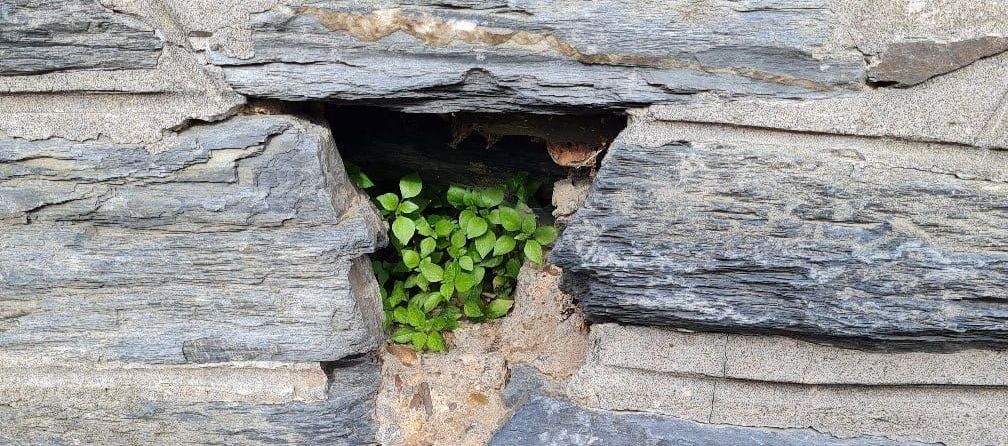 Pflanze sprießt aus einer Rissstelle in einer Steinmauer – Symbol für Wachstum und innere Befreiung.