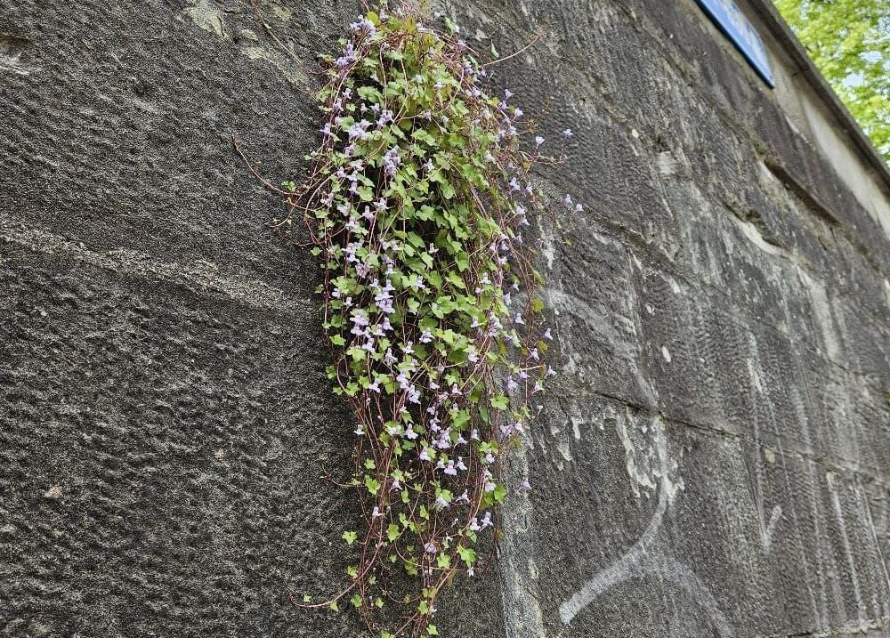 Blühende Pflanzen an einer Mauer – Sinnbild für Aufblühen nach innerem Wandel und das Überwinden von Begrenzung.