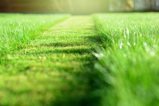 Greener and growing lawn in Summerville, SC, through excellent lawn care and maintenance. 