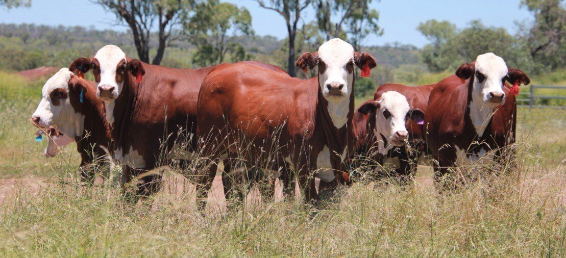Some replacement heifers