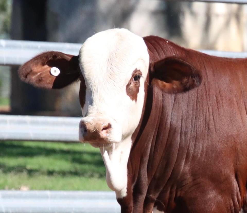 A brown and white cow with a tag on its ear