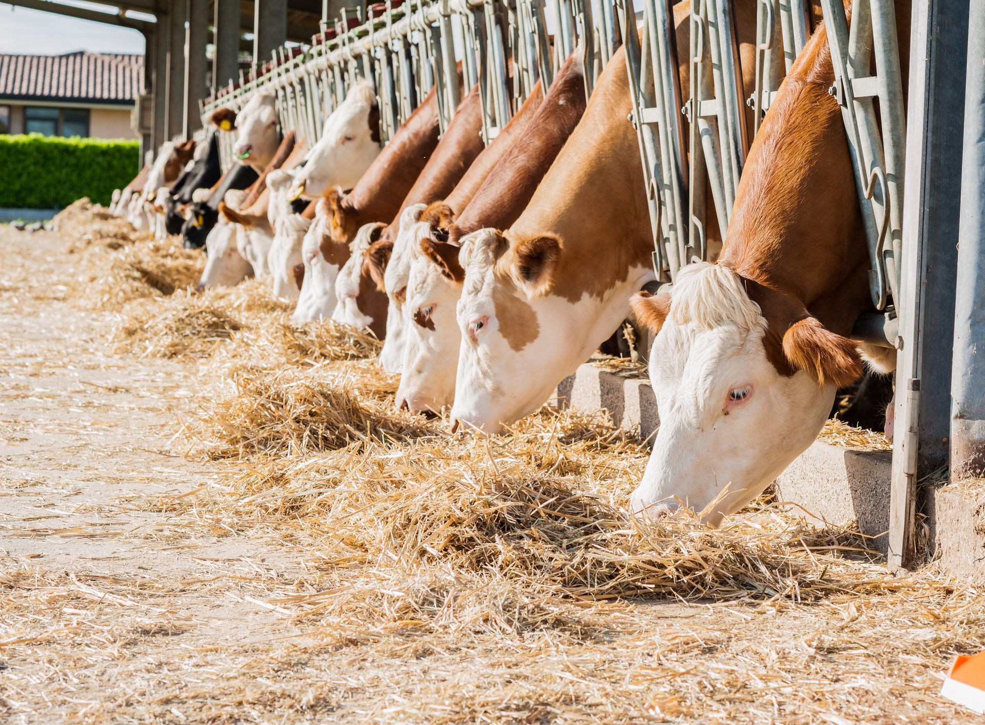 Cows with brown and white markings eating hay from a trough in a farm setting.