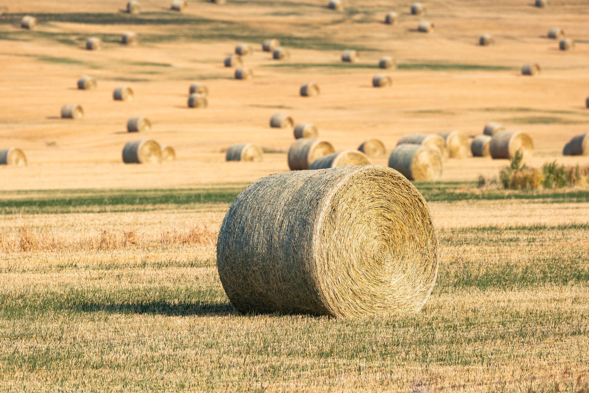 Round hay bales scattered across a golden field on a sunny day.