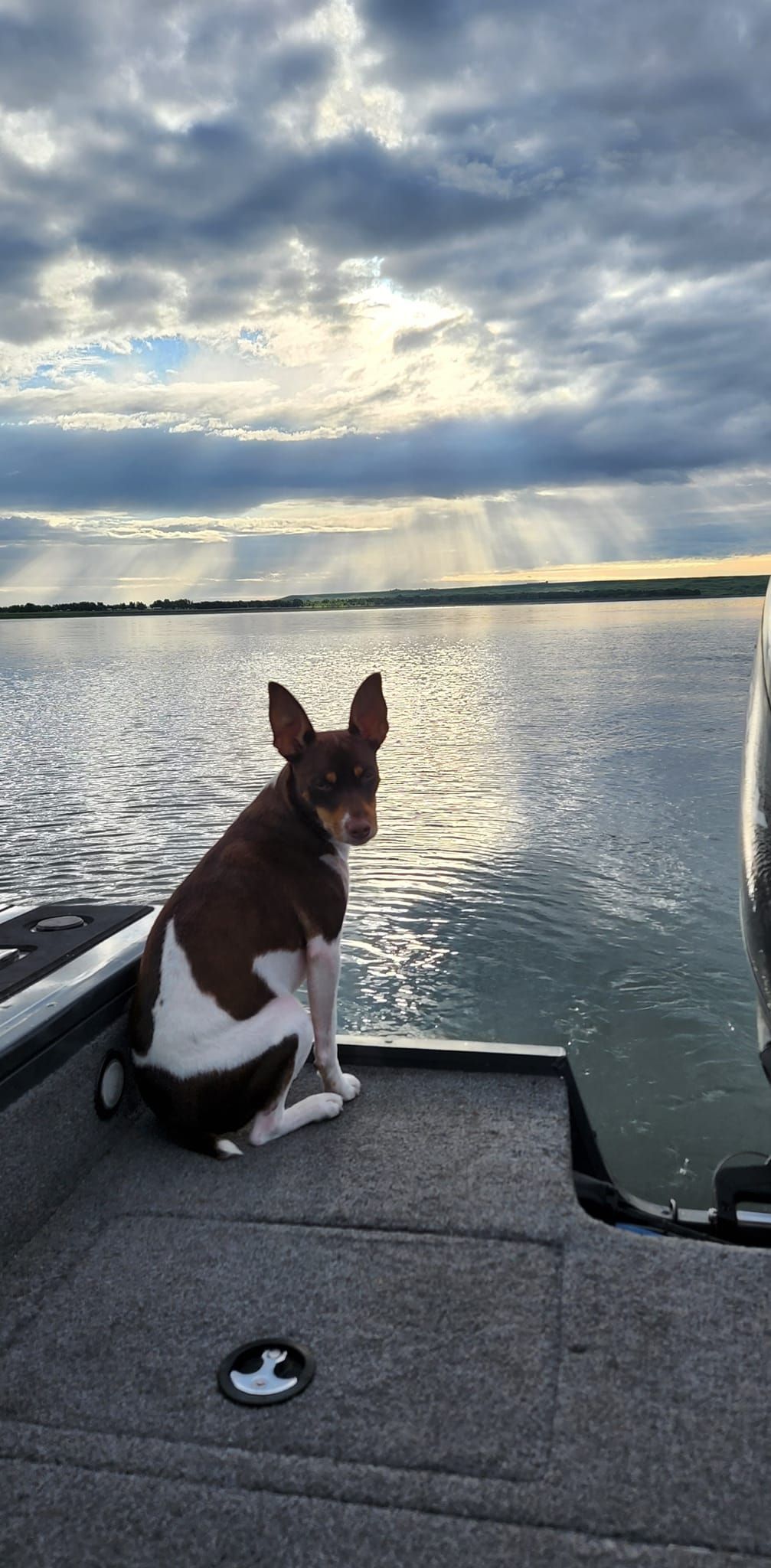 A dog is sitting on the deck of a boat looking at the water.