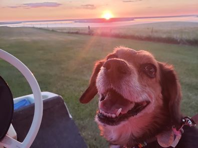 A dog is sitting in a golf cart at sunset.
